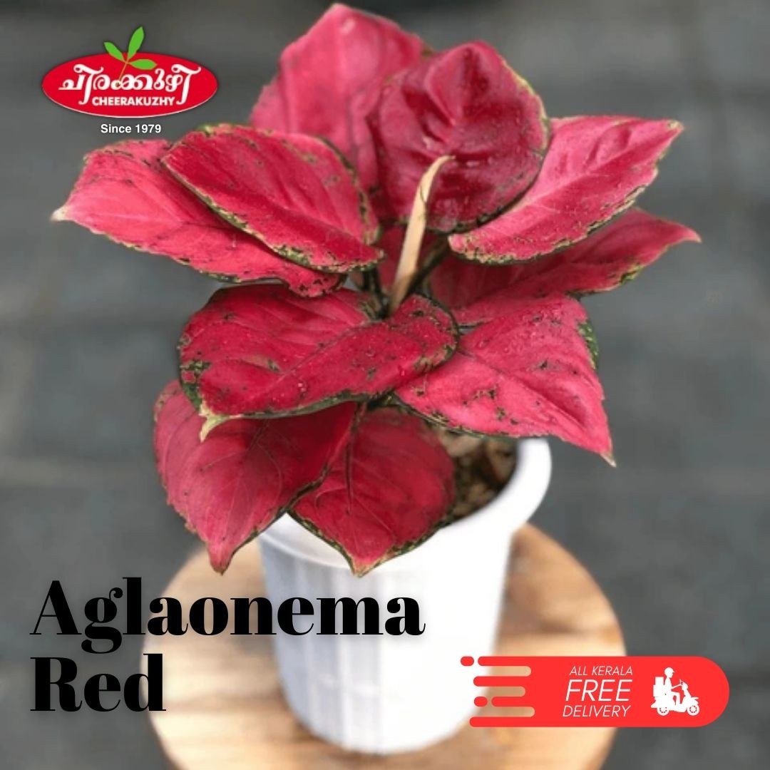 Aglonema - Red